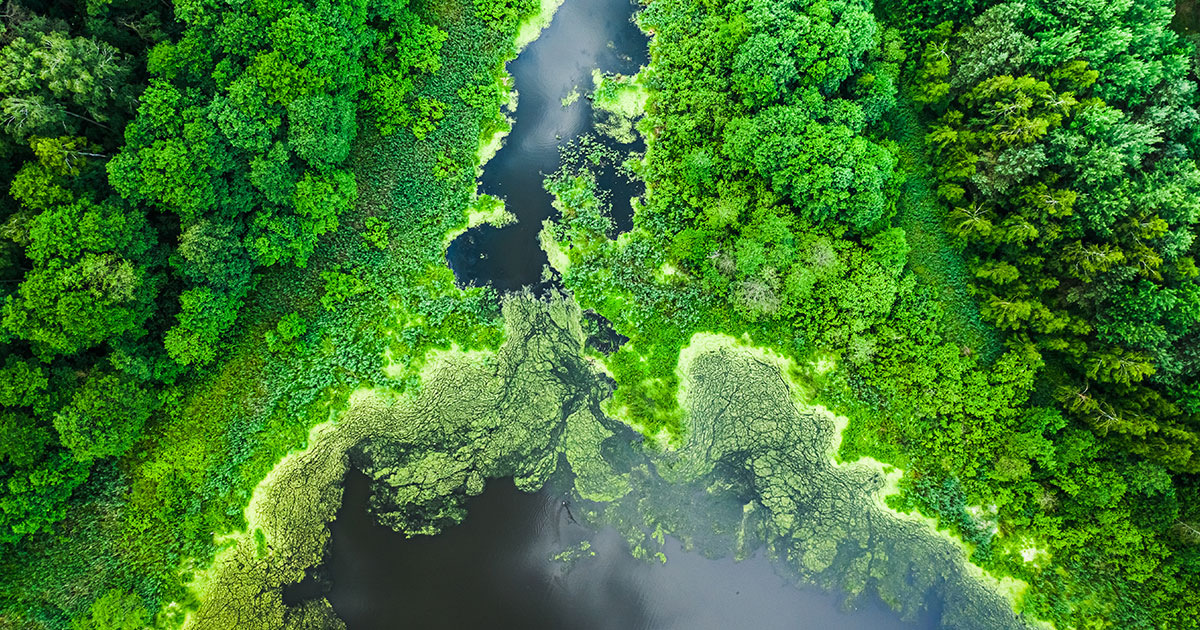 Blue-green algae awareness