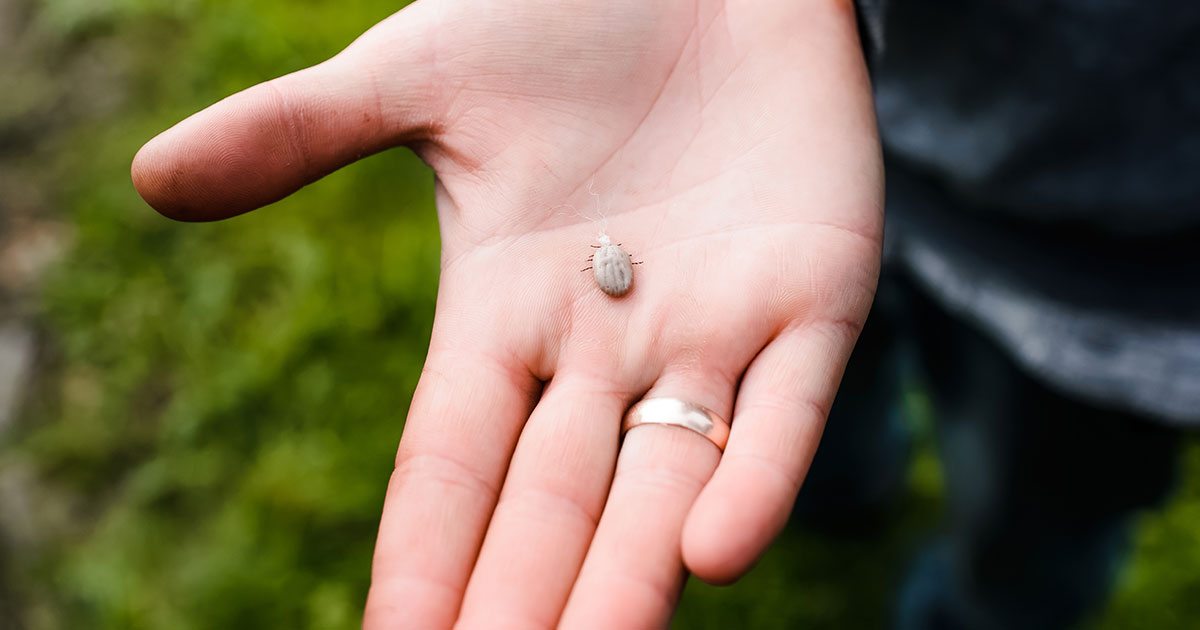 Tick safety