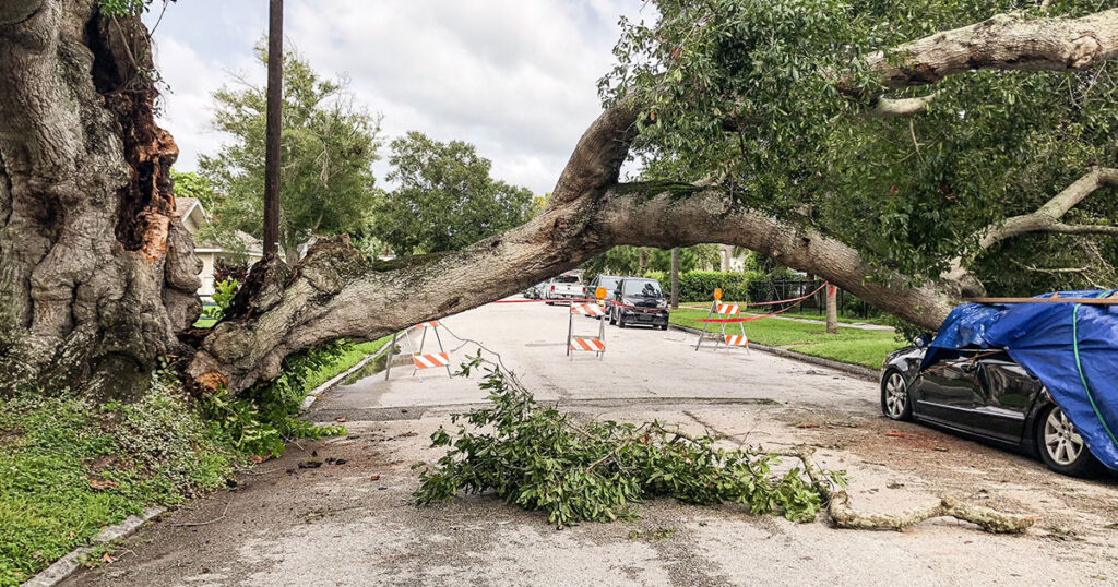 Tree falling over road